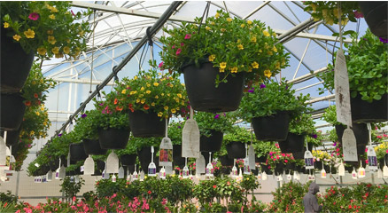Hanging Plants at the greenhouse at Total Landscapes Garden Center