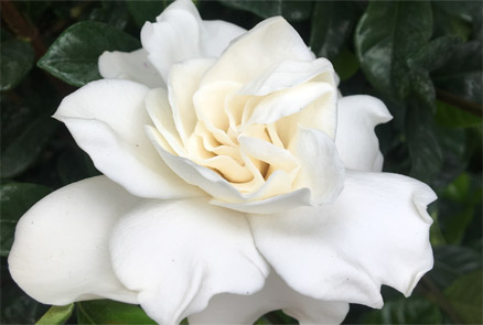 Blooming Gardenia at Total Landscapes