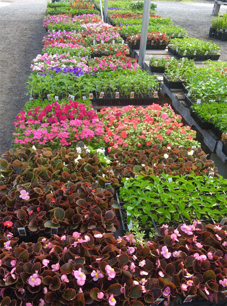 Healthy flowers and vegetables ready for planting at Attleboro Farms