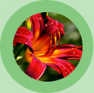 Perennials for Planting